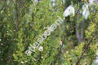 Chamelaucium sp.