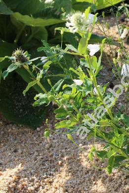 Trifolium pignantii (Trifolium pignantii Fauch� et Chaub.)