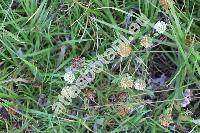 Trifolium pallidum Walds. et Kit.