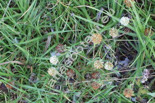 Trifolium pallidum Walds. et Kit.