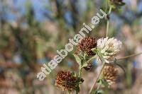 Trifolium pallidum Walds. et Kit.