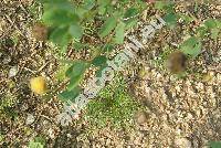 Oncosiphon piluliferum (L. f.) (Oncosiphon piluliferum (L. f.) Kllersj, Cotula globifera Thunb., Cotula pilulifera L. f., Matricaria pilulifera, Pentzia, Tanacetum, Chrysanthemum)