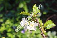 Prunus cerasus (Prunus cerasus 'jfehrtoi Frts', Cerasus vulgaris Mill., Cerasus cerasus)