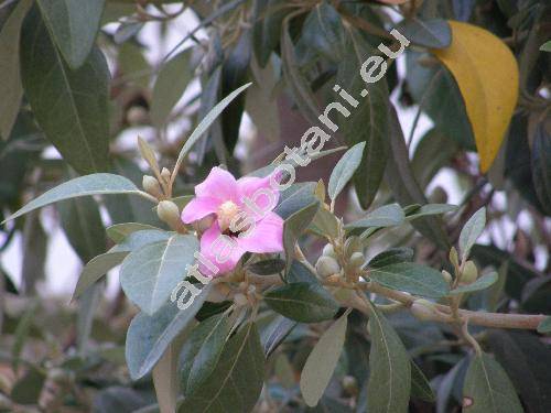 Lagunaria patersonia (Andr.) Don (Hibiscus patersonius Andr., Lagunaria patersonii)