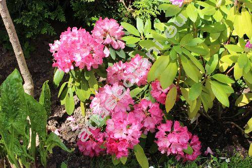 Rhododendron 'Germania'