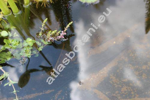 Rotala rotundifolia (Buch.-Ham. ex Roxb.) Koehne