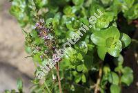 Rotala rotundifolia (Buch.-Ham. ex Roxb.) Koehne