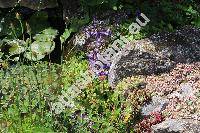 Campanula raddeana (Campanula raddeana Trauv.)