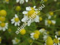 Matricaria chamomilla L. (Matricaria recutita L., Chamomilla recutita (L.) Rausch., Chrysanthemum chamomilla (L.) Bernh.)