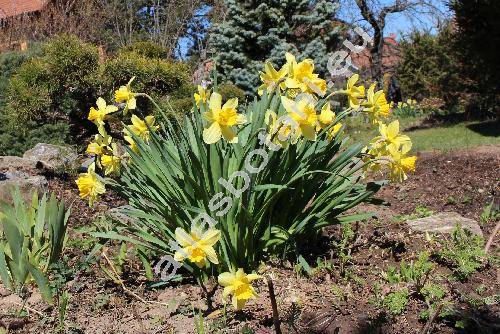 Narcissus pseudonarcissus L.