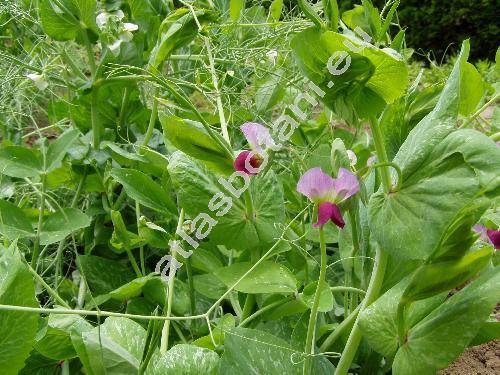 Pisum sativum L. subsp. arvense (Pisum arvense L., Pisum sativum subsp. arvense (L.) �elak.)