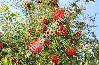 Sorbus aucuparia L. (Mespilus aucuparia (L.) Scop.)