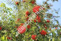 Sorbus aucuparia L. (Mespilus aucuparia (L.) Scop.)