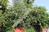 Aronia melanocarpa (Sorbus aucuparia var. melanocarpa, Mespilus arbutifolia var. melanocarpa Michx.)