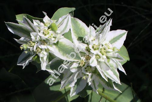 Euphorbia marginata Pursh (Agaloma marginata (Pursh) . Lve et D. Lve, Tithymalus)