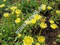 Chrysanthemum multicaule Desf. (Coleostephus multicaulis (Desf.) Durieu)