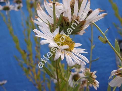 Leucanthemella serotina (L.) Tzvelev (Chrysanthemum serotinum L., Pyrethrum serotinum (L.) Moench, Leucanthemum serotinum (L.) Stank.)