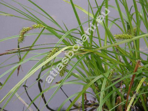 Carex vesicaria L.
