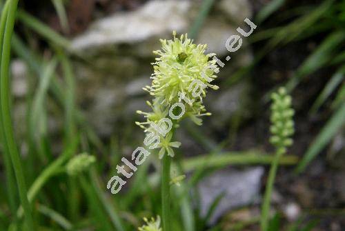 Tofieldia calyculata (L.) Wahlenb.