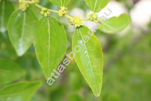 Ziziphus jujuba Mill. (Rhamnus zizyphus, Rhamnus jujuba)