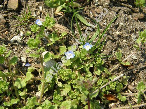 Veronica polita Fries (Veronica agrestis subsp. polita (Fries) Rouy, Veronica agrestis auct. non L.)