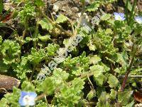 Veronica polita Fries (Veronica agrestis subsp. polita (Fries) Rouy, Veronica agrestis auct. non L.)