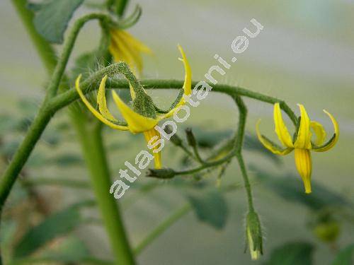 Solanum lycopersicum 'Beefmaster' (Solanum lycopersicum 'Beefmaster F 1', Lycopersicon esculentum Miller)