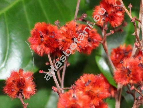 Stirlingia 'Dyed Red' (Stirlingia latifolaia (Br.))