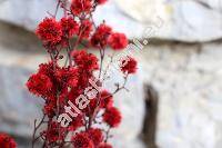 Stirlingia 'Dyed Red' (Stirlingia latifolaia (Br.))
