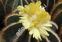 Parodia magnifica (Ritter) Brandt (Notocactus magnificus (Ritt.) Krainz.-unresolved, Eriocactus magnificus Ritt.-unresolved)