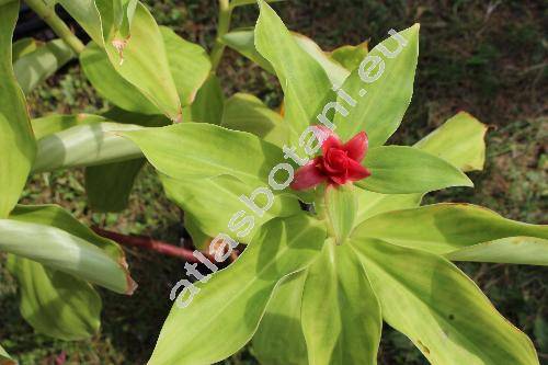 Costus comosus (Jacq.) Roscoe