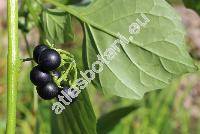 Solanum americanum Mill. (Solanum nigrum var. americanum (Mill.) Schulz)