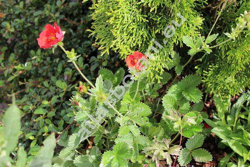 Potentilla atrosanguinea 'Scarlet Starlit'