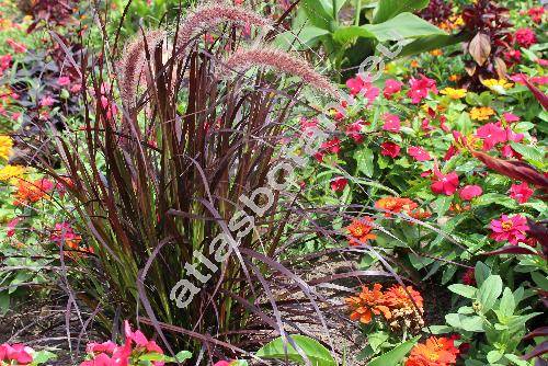 Pennisetum setaceum 'Rubrum' (PhaPennisetum setaceum (Forssk.) Chiov.laris, Cenchrus, Pennisetus setaceus)