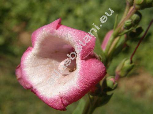 Penstemon 'Arabesque Pink' (Penstemon hartwegii Benth.)