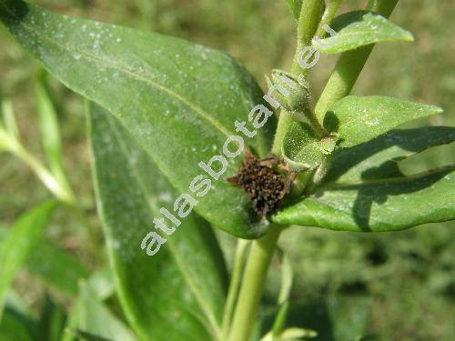 Penstemon 'Arabesque Pink' (Penstemon hartwegii Benth.)