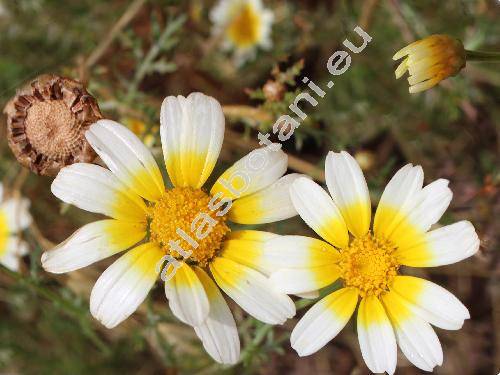 Chrysanthemum coronarium var. discolor (d'Urv.) Turl. (Glebionis coronaria (L.) Cass. ex Spach, Xanthophthalmum coronarium (L.) Treh., Agryranthemum, Glebionis coronaria var. discolor (d'Urv.) Turl., Pinardia coronaria (L.) Less.)