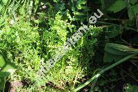 Filipendula vulgaris Moench (Filipendula hexapetala Maxim., Spiraea filipendula L., Ulmaria filipendula (L.) Hill, Filipendula vulgaris Hill)