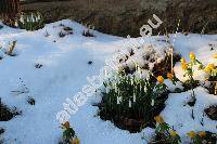 Galanthus nivalis L.