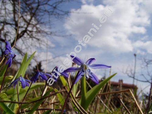 Scilla siberica Haw. (Scilla sibirica, Scilla azurea Goldb., Othocallis siberica (Haw.) Speta)