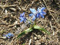 Scilla siberica Haw. (Scilla sibirica, Scilla azurea Goldb., Othocallis siberica (Haw.) Speta)