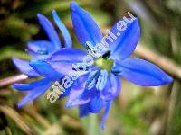 Scilla siberica Haw. (Scilla sibirica, Scilla azurea Goldb., Othocallis siberica (Haw.) Speta)