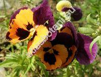 Viola x wittrockiana (Viola tricolor maxima hort.)