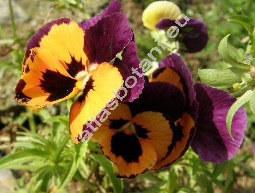 Viola x wittrockiana (Viola tricolor maxima hort.)