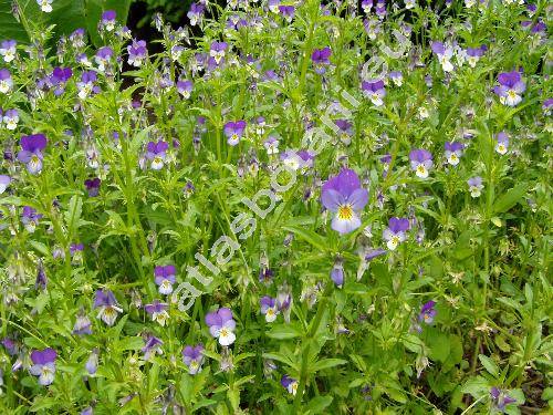 Viola tricolor L. (Viola saxatilis, Viola tricolor agg.)