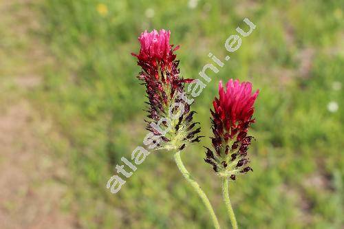 Trifolium incarnatum L.