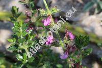 Teucrium x lucidrys
