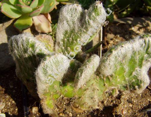 Austrocylindropuntia floccosa (Salm-Dyck ex Wirt.) Ritt. (Tephrocactus floccosus (Salm-Dyck) Back., Opuntia)