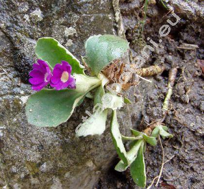 Primula latifolia Lapeyr.