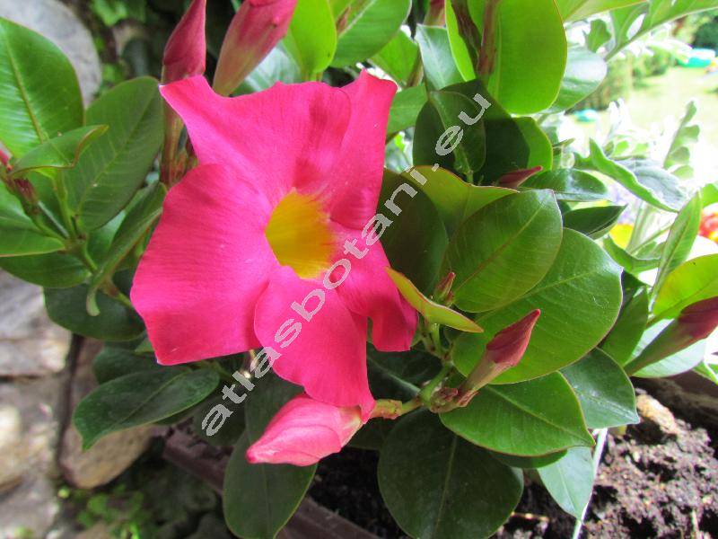 Mandevilla x hybrida (Mandevilla sanderi (Hemsl.) Woods., Dipladenia